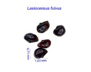 Lasiocereus fulvus AB1.jpg